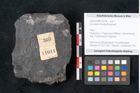 Foto (Objekt + Etikett) von Annularia minuta Brongniart (NHMW-GEO-2024-0188-11014)